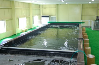 室内つりぼり(コンクリート水槽) 濾過